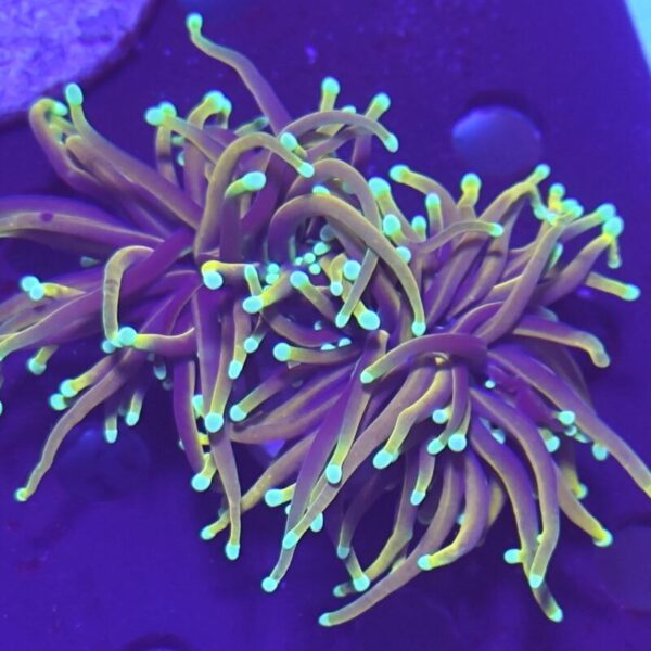 Euphyllia Glabrescens Golden torch SUN OF GOD (2 Köpfe) WYSIWYG